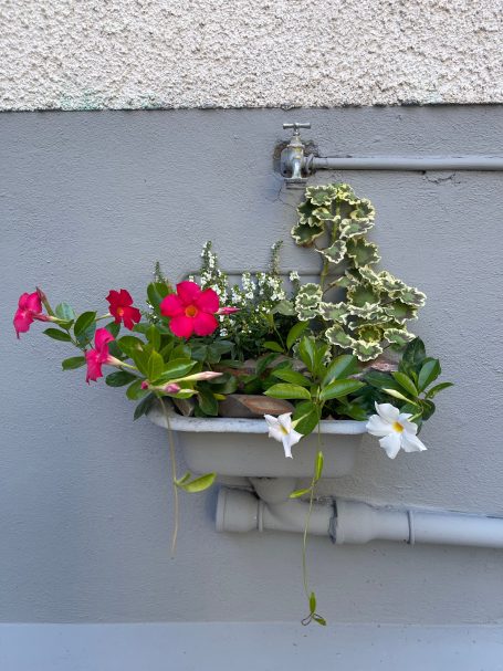 Detail von der Terrasse Bunte Blumen in einem Pflanzgefäß an einer grauen Wand.